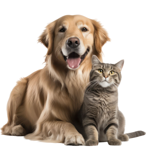 vecteezy_ai-generated-dog-and-cat-on-transparent-background_37749711_compressed-Photoroom